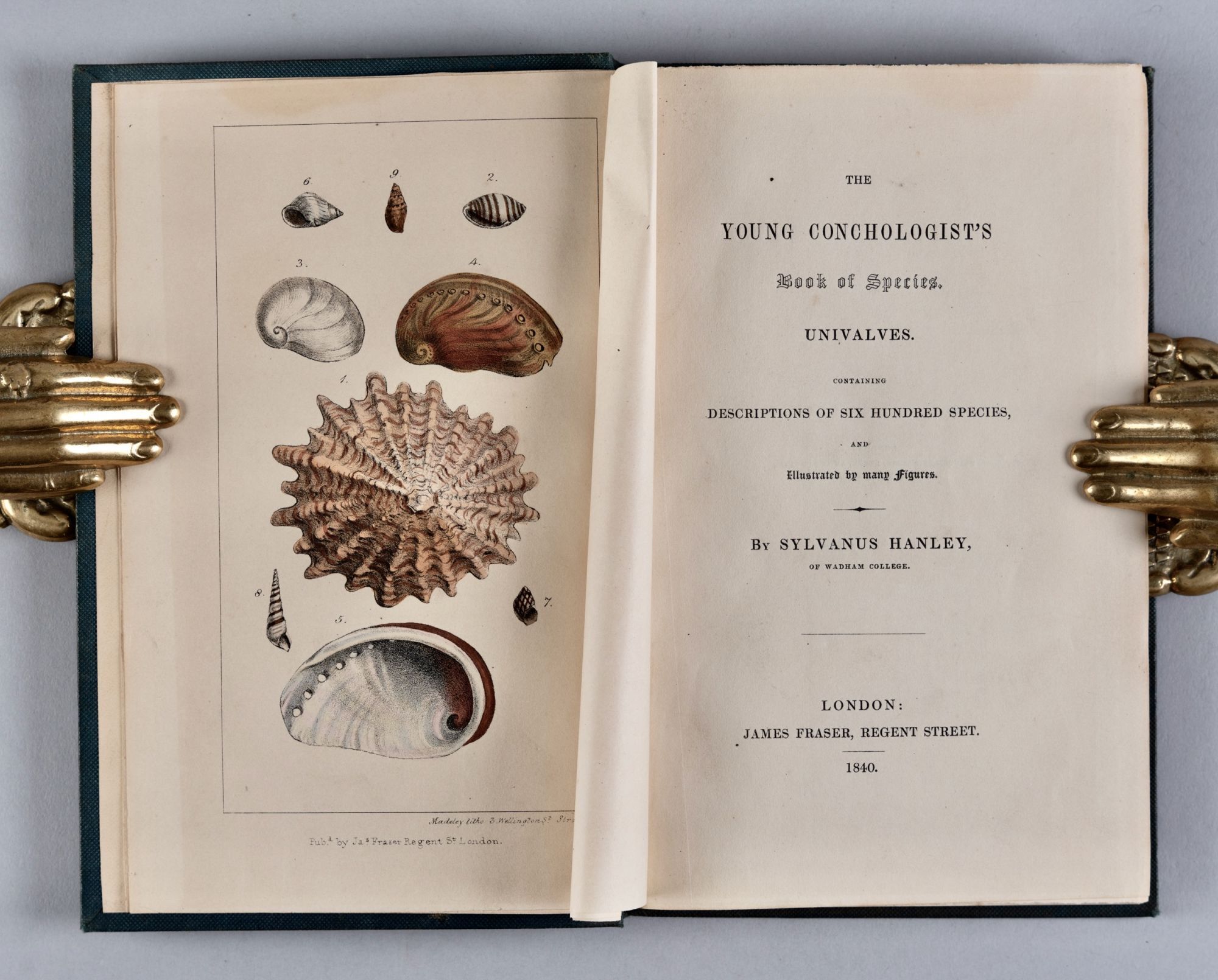 Sylvanus Shell Conchology Shells The Young Conchologist's Book of Species. Univalves ...